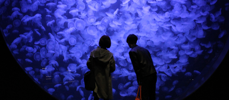 鶴岡市立加茂水族館